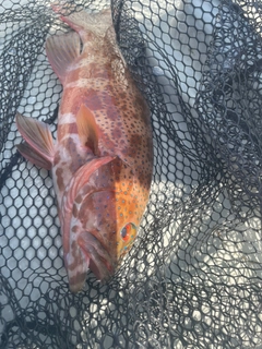 アカジンミーバイの釣果