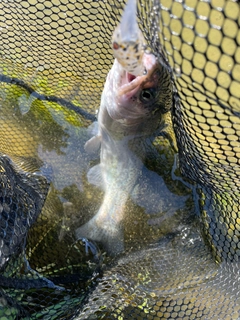 ニジマスの釣果