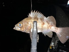 シロメバルの釣果