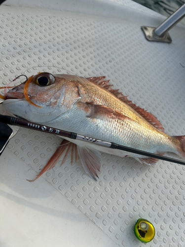 マダイの釣果