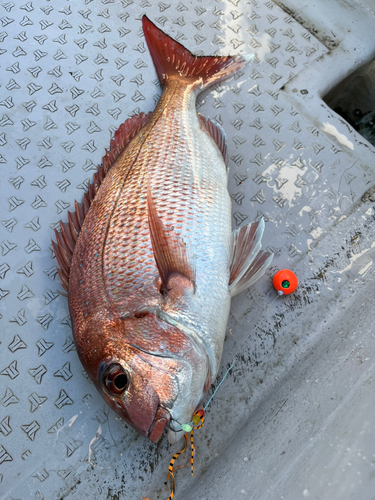 マダイの釣果