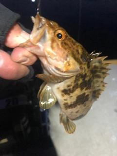 タケノコメバルの釣果