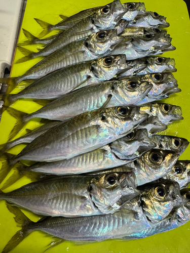 釣果