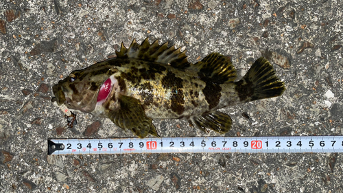 タケノコメバルの釣果