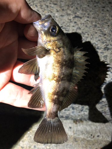 メバルの釣果