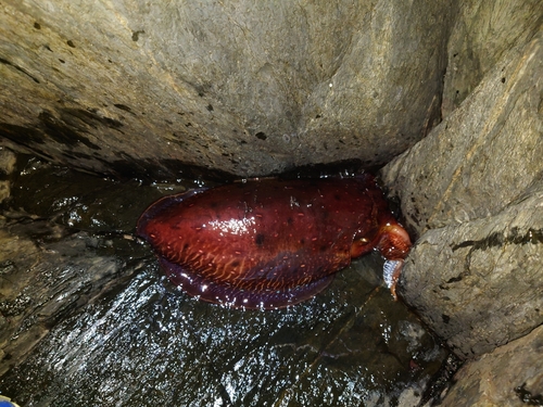 コウイカの釣果