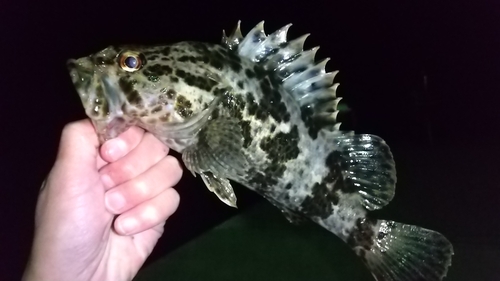 タケノコメバルの釣果