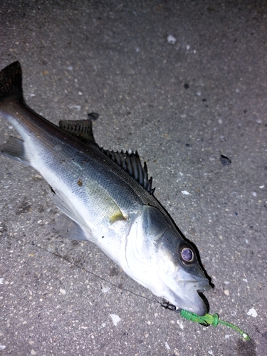 セイゴ（マルスズキ）の釣果