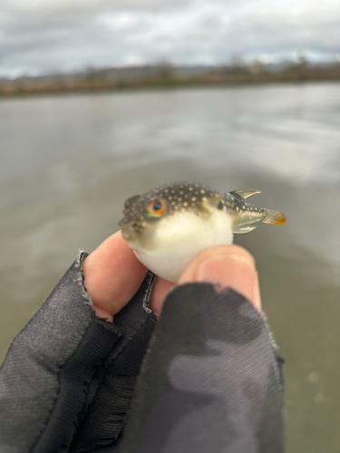 フグの釣果