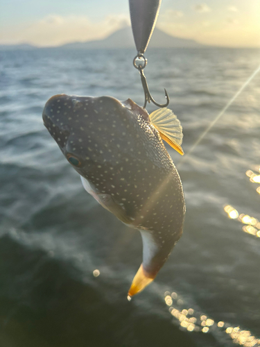 フグの釣果