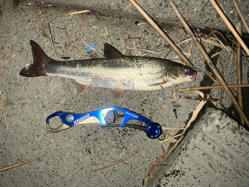 ウグイの釣果