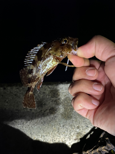 カサゴの釣果