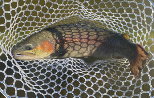 ニジマスの釣果