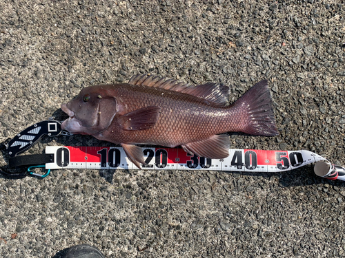 コブダイの釣果