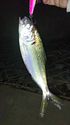 スズキの釣果