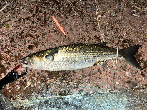 ボラの釣果