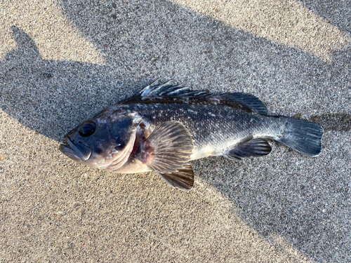 クロソイの釣果