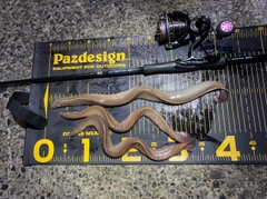 ヌタウナギの釣果