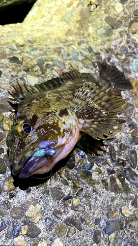 カサゴの釣果