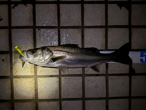 シーバスの釣果