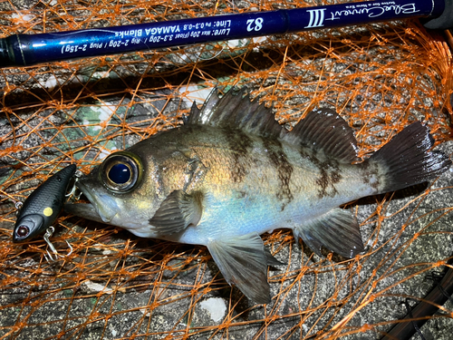 シロメバルの釣果