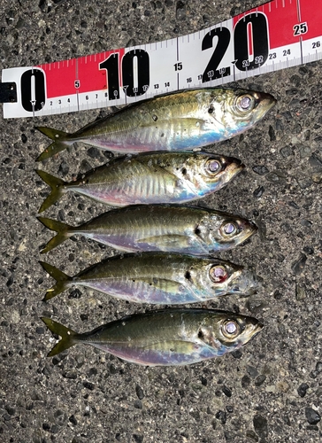 アジの釣果