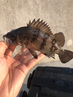 メバルの釣果