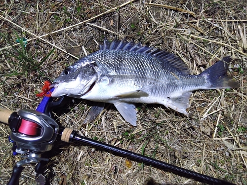 キビレの釣果