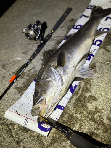 シーバスの釣果