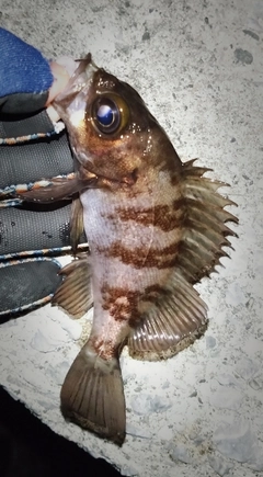 シロメバルの釣果