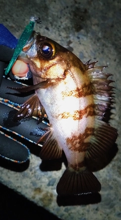 シロメバルの釣果