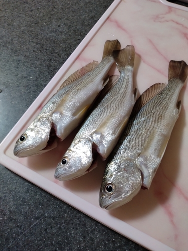 イシモチの釣果