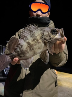 シロメバルの釣果