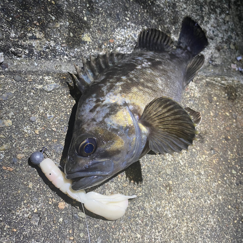 クロソイの釣果