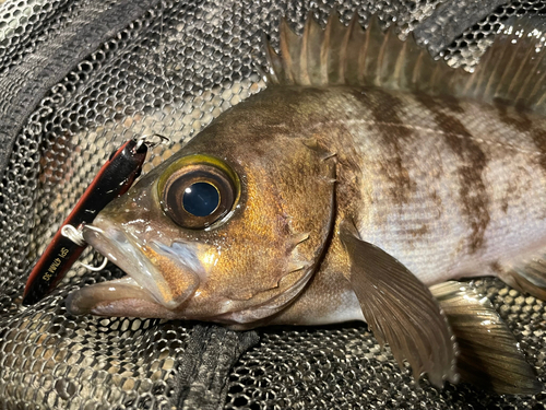 シロメバルの釣果