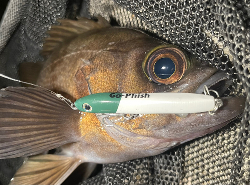 シロメバルの釣果