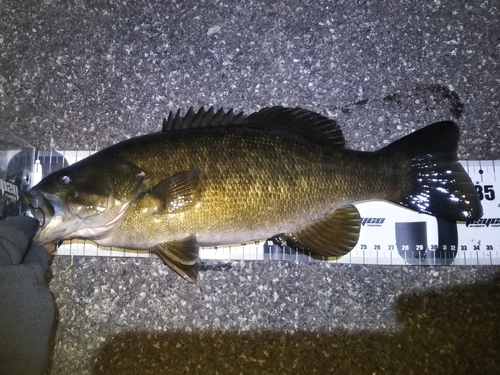 スモールマウスバスの釣果