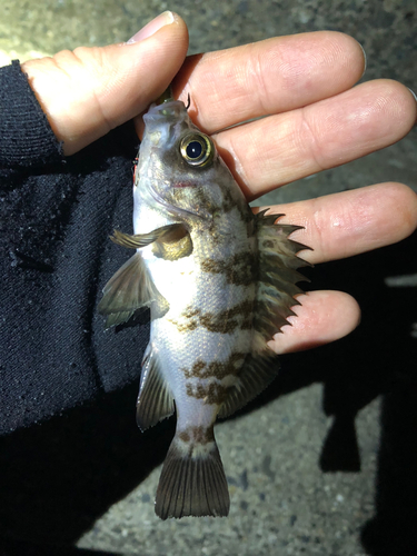 メバルの釣果