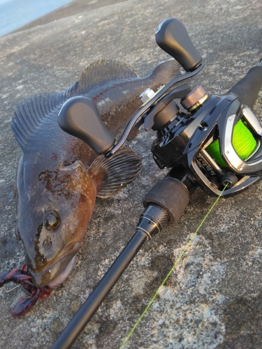 アイナメの釣果