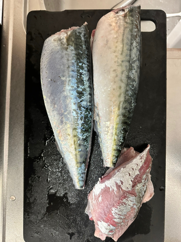 サバの釣果