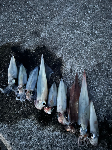 ヤリイカの釣果