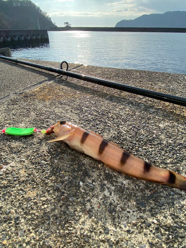 リュウグウハゼの釣果