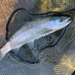 ホウライマスの釣果