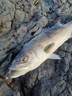 スズキの釣果