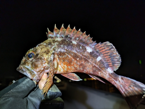 カサゴの釣果