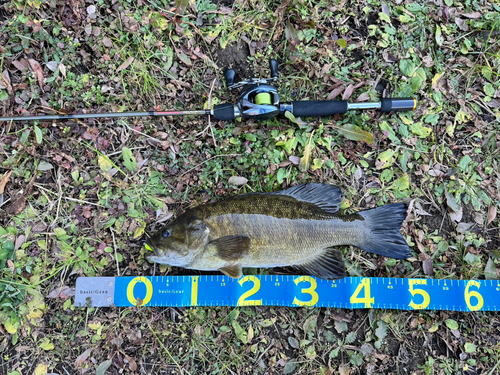 スモールマウスバスの釣果