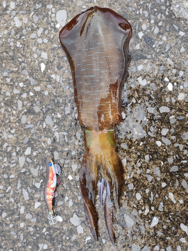 ミズイカの釣果