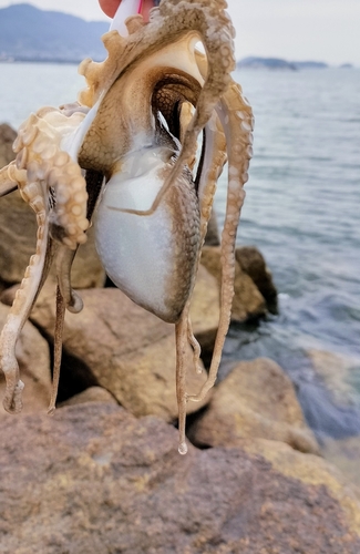 イイダコの釣果