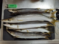 カマスの釣果