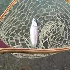 ニジマスの釣果